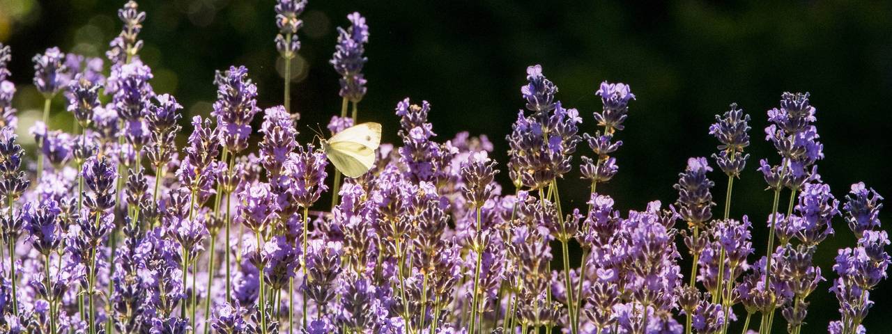 Lavendel Garten