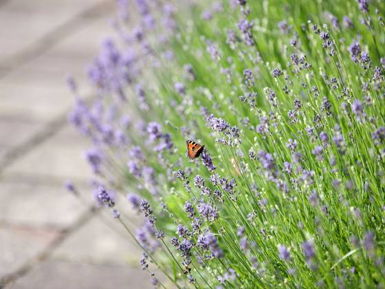 Lavendel mit Schmetterling beim Schloss Obermayerhofen